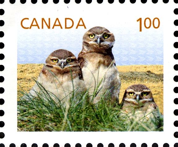 Burrowing Owl (Athene cunicularia)