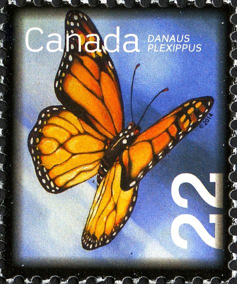 Monarch Butterfly (Danaus plexippus)