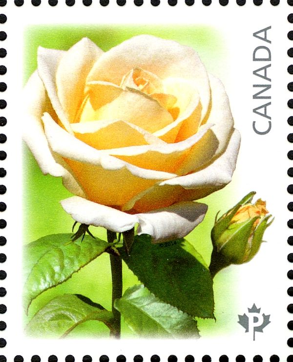 Maid of Honour (white)