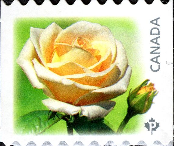 Maid of Honour (white)