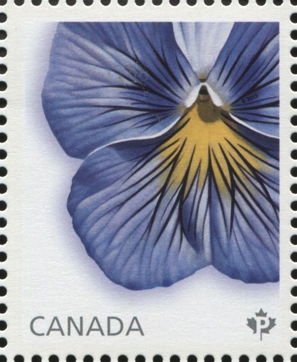 Delta Premium Pansy