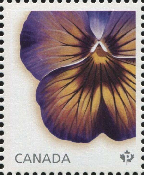 Midnight Glow Pansy - from booklet