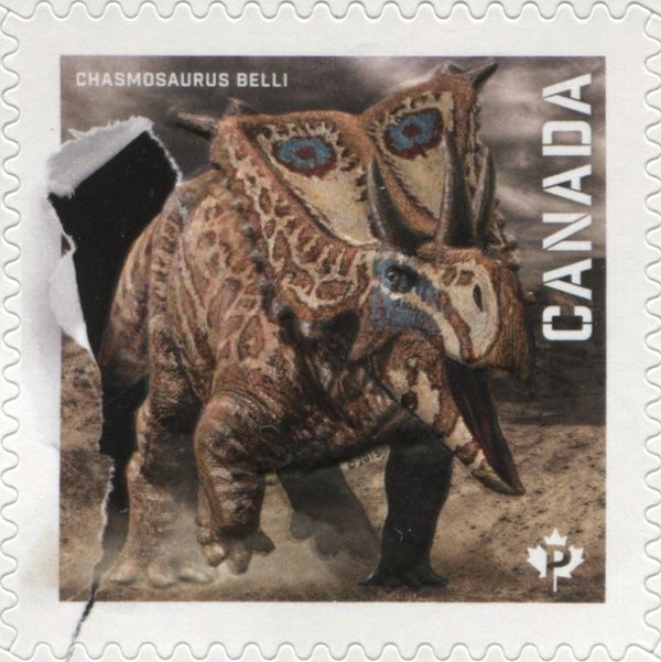 Chasmosaurus belli