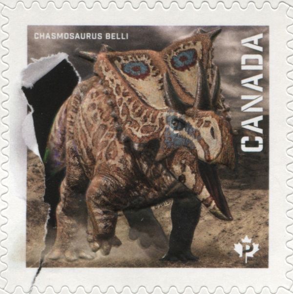 Chasmosaurus belli