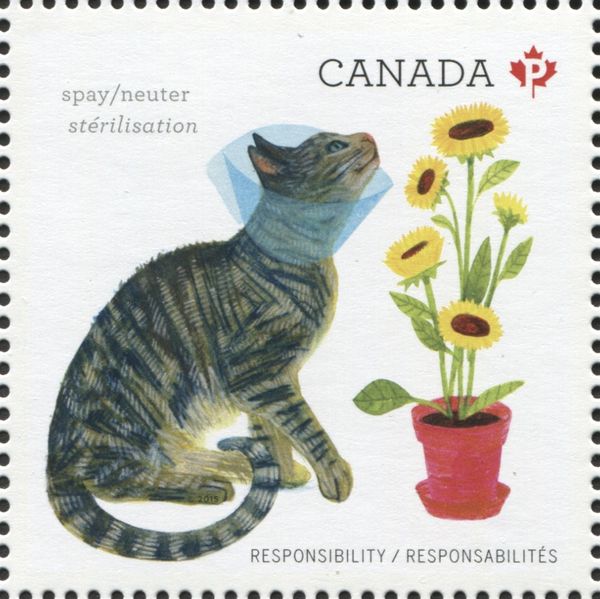 Cat in Head Cone Sniffing Flower - Spay/neuter