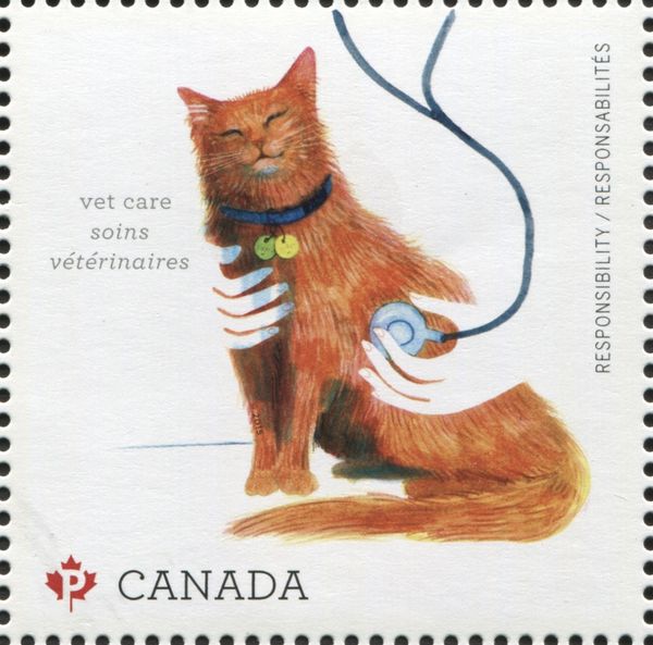 Veterinarian Examining Cat - Vet Care