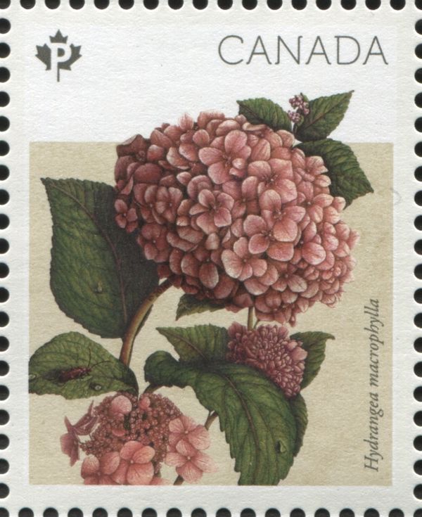 Hydrangea macrophylla