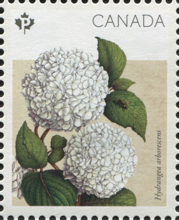 Hydrangea arborescens