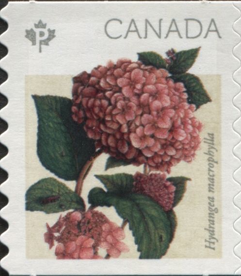 Hydrangea macrophylla