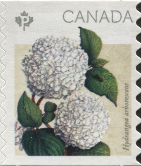 Hydrangea arborescens