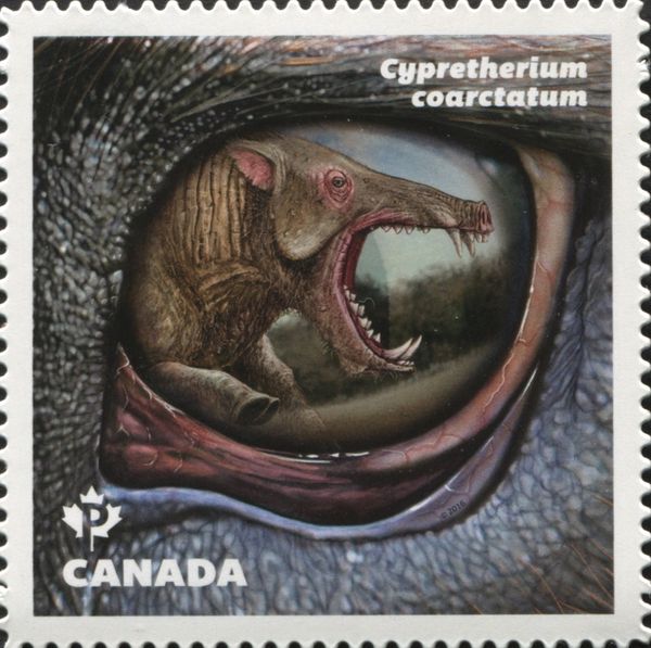 Cypretherium coarctatum