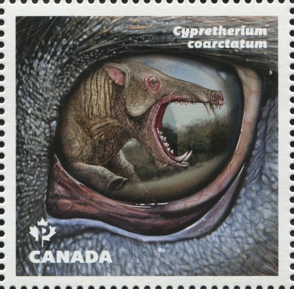 Cypretherium coarctatum