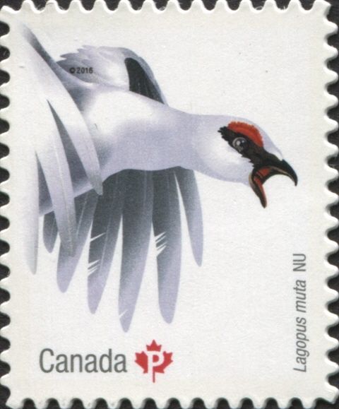 Rock Ptarmigan (Lagopus muta)