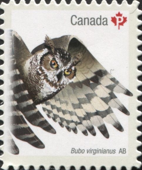 Great Horned Owl (Bubo virginianus)