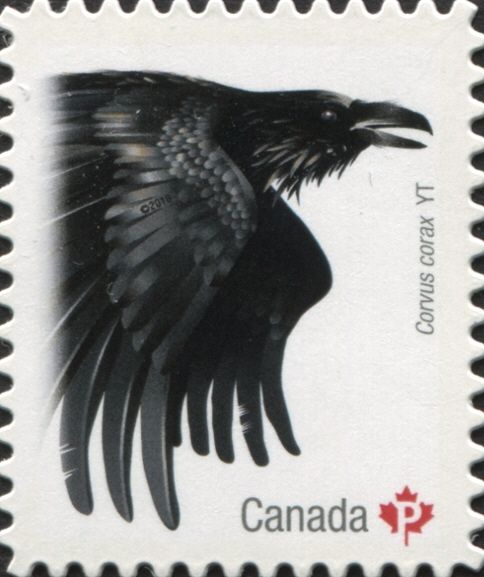 Common Raven (Corvus corax)