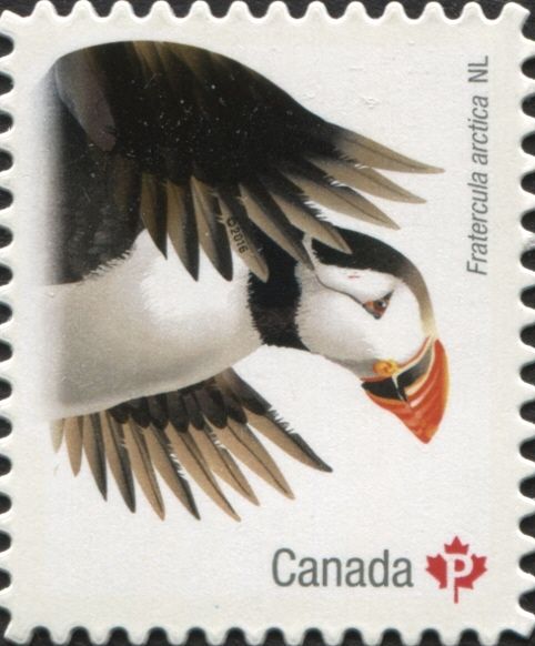 Atlantic Puffin (Fratercula arctica)