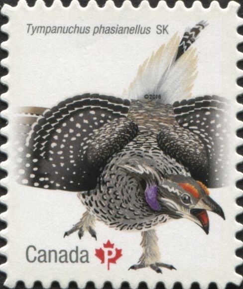 Sharp-tailed Grouse (Tympanuchus phasianellus)