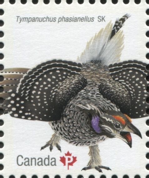 Sharp-tailed Grouse (Tympanuchus phasianellus)