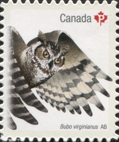 Great Horned Owl (Bubo virginianus)