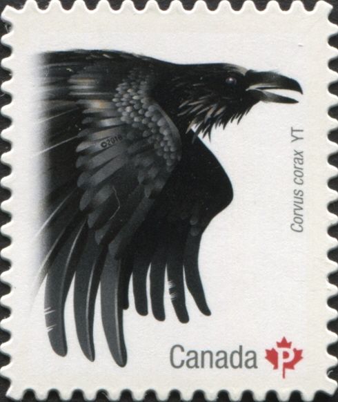 Common Raven (Corvus corax)