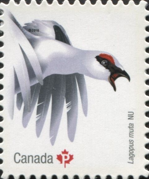 Rock Ptarmigan (Lagopus muta)