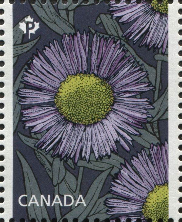 Erigeron speciosus