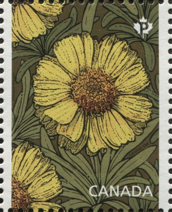 Tetraneuris herbacea