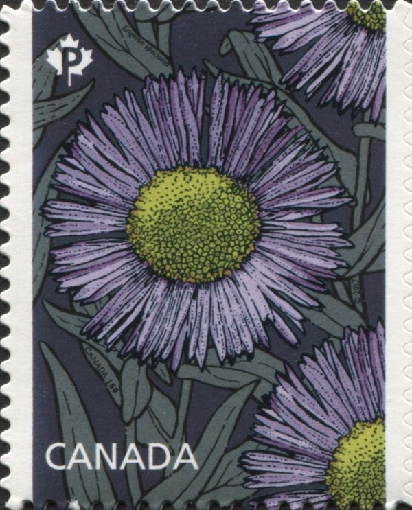 Aspen fleabane (Erigeron speciosus)