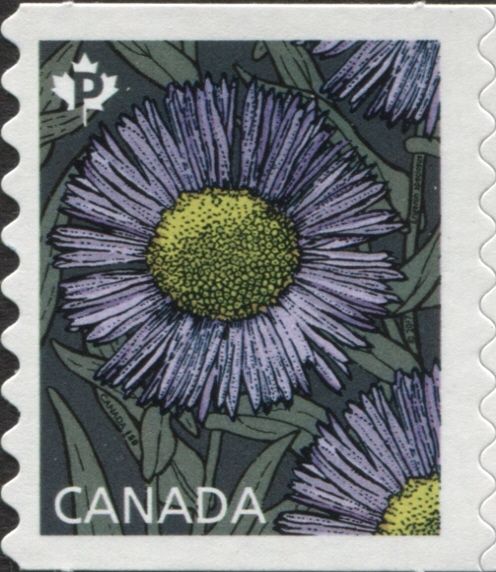 Erigeron speciosus