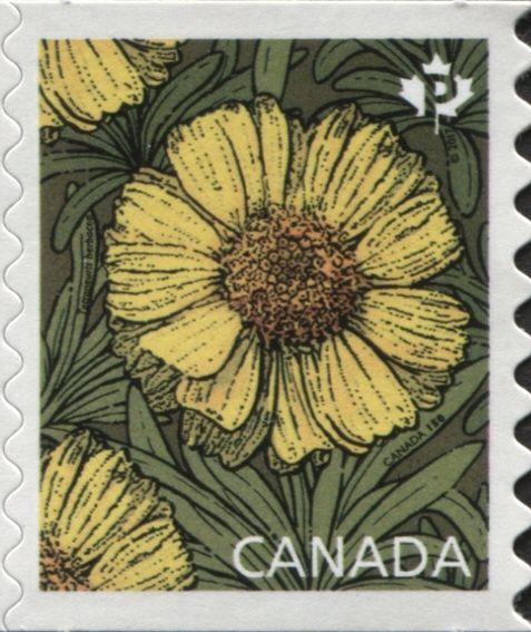 Tetraneuris herbacea