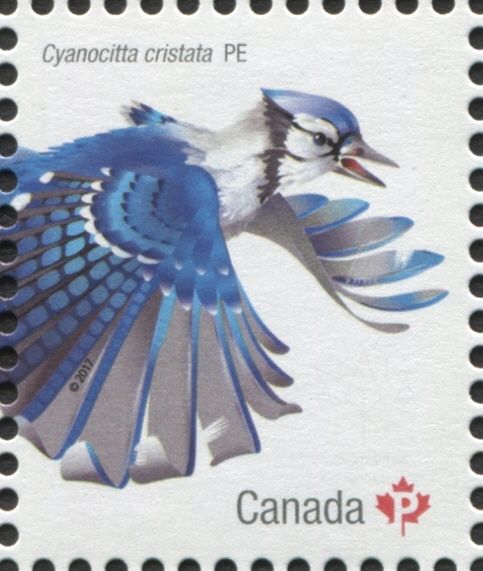 Blue Jay (Cyanocitta cristata)