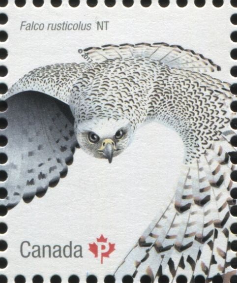 Gyrfalcon (Falco rusticolus)