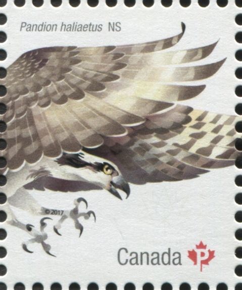 Osprey (Pandion haliaetus)