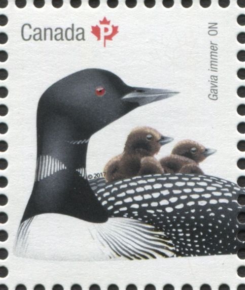 Common Loon (Gavia immer)