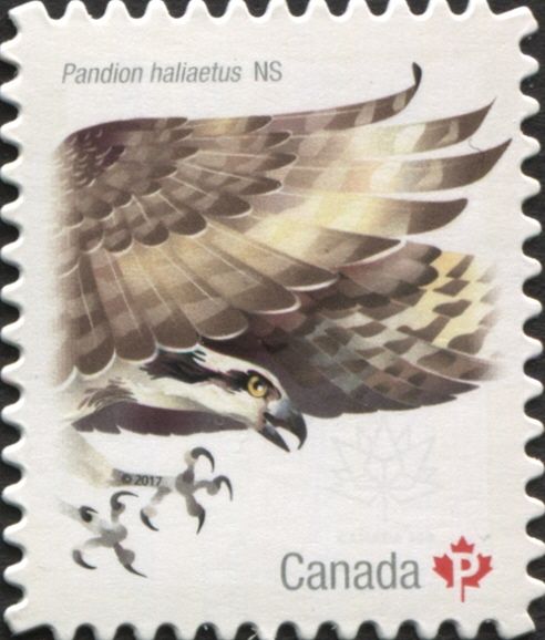 Osprey (Pandion haliaetus)