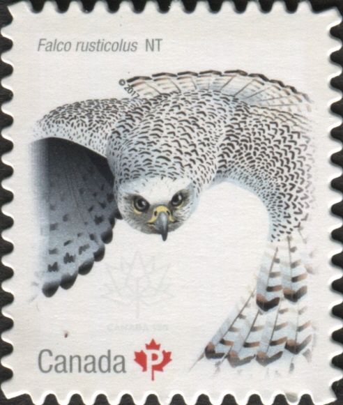 Gyrfalcon (Falco rusticolus)