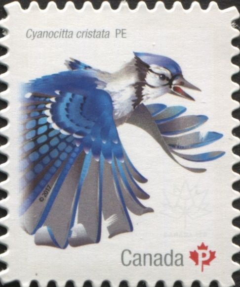Blue Jay (Cyanocitta cristata)