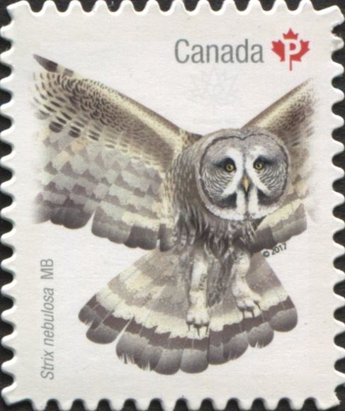 Great Grey Owl (Strix nebulosa)