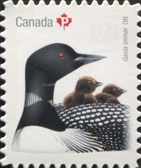 Common Loon (Gavia immer)