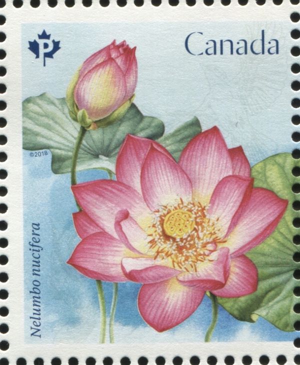 Nelumbo nucifera
