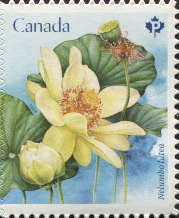 Nelumbo lutea