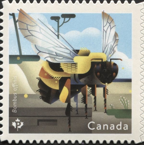 Rusty Patched Bumble Bee (Bombus affinis)