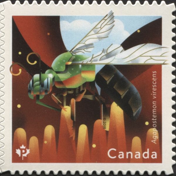Bi-coloured Striped Sweat Bee (Agapostemon virescens)
