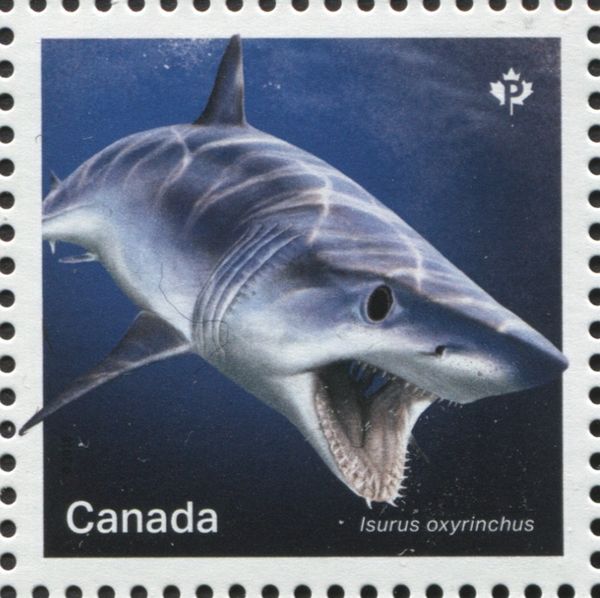 Shortfin Mako Shark (Isurus oxyrinchus)