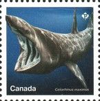 Basking Shark (Cetorhinus maximus)