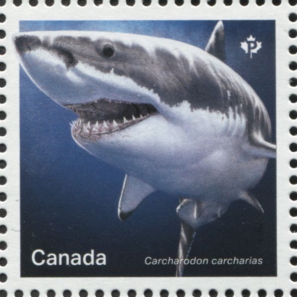 Great White Shark (Carcharodon carcharias)