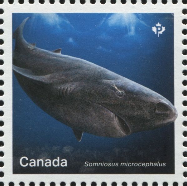 Greenland Shark (Somniosus microcephalus)