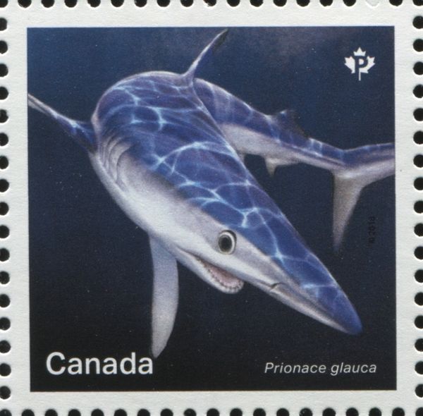 Blue Shark (Prionace glauca)