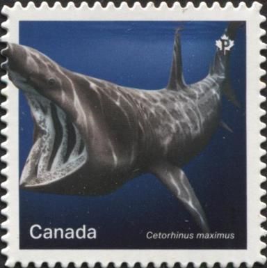 Basking Shark (Cetorhinus maximus)