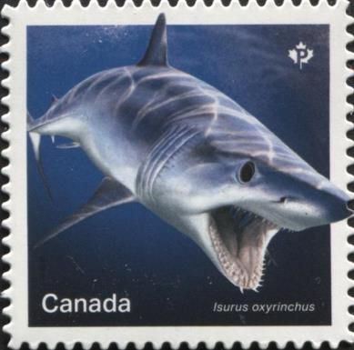Shortfin Mako Shark (Isurus oxyrinchus)